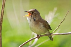 Acrocephalus dumetorum