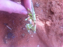 Idolomantis diabolica