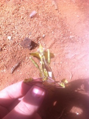 Idolomantis diabolica