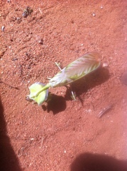 Idolomantis diabolica