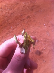 Idolomantis diabolica