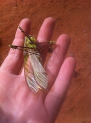 Idolomantis diabolica