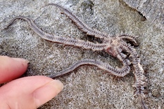 Ophiocoma echinata