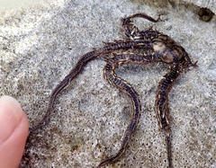 Ophiocoma echinata