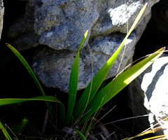 Trachyandra tabularis