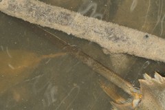 Tachypleus gigas