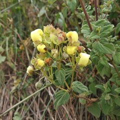 Calceolaria sericea