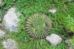 Trichocereeae