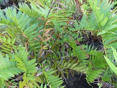 Acrostichum danaeifolium