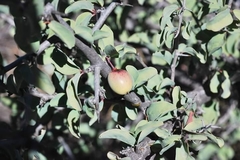 Ximenia americana