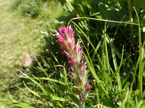 Image of Castilleja lassenensis by (c) Justin Paulin, some rights reserved (CC BY)