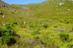 Platycaulos cascadensis