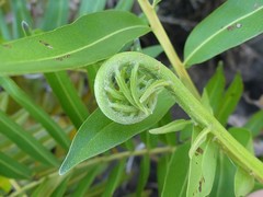 Acrostichum danaeifolium