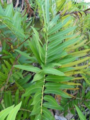 Acrostichum danaeifolium
