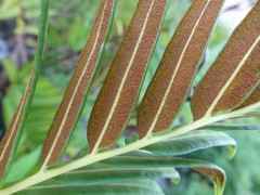 Acrostichum danaeifolium