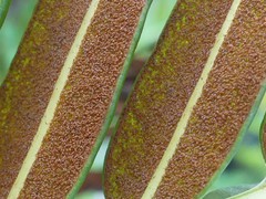 Acrostichum danaeifolium