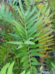 Acrostichum danaeifolium