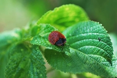 Botanochara macularia