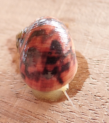 Bleeding Tooth Nerite