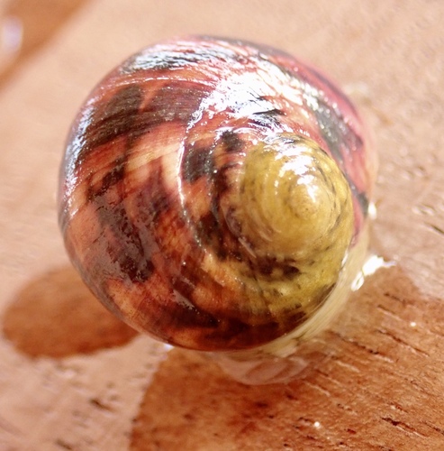Bleeding Tooth Nerite