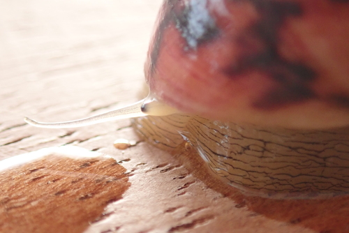 Bleeding Tooth Nerite