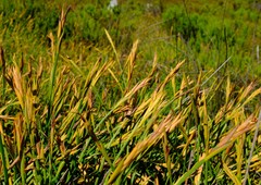Platycaulos cascadensis