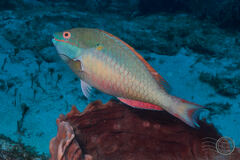 Redband Parrotfish photo 1
