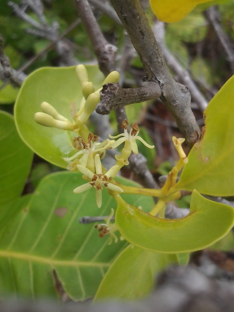 Struthanthus syringifolius