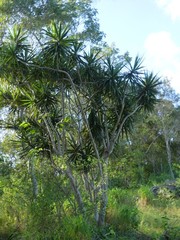 Dracaena reflexa angustifolia