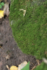 Anomodon longifolius