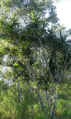 Dracaena reflexa angustifolia
