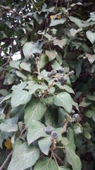 Hedera helix