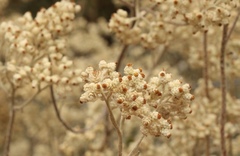 Helichrysum petiolare