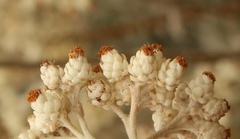 Helichrysum petiolare