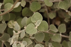 Helichrysum petiolare