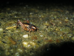 Teleogryllus occipitalis