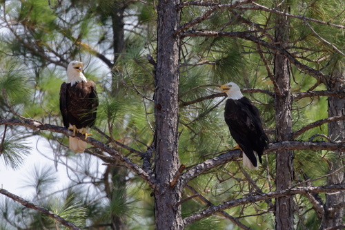 Bald Eagle photographed in Mississippi