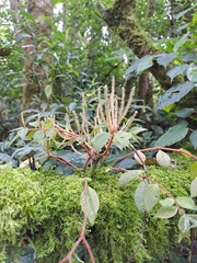 Peperomia palmana image