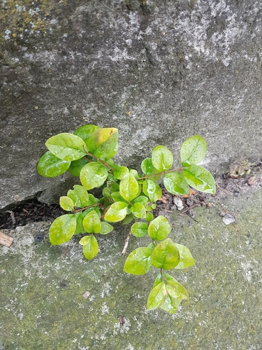 Ligustrum ovalifolium iNat (3)