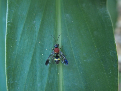 Trigonalidae
