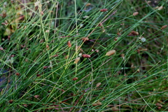 Fuirena scirpoidea