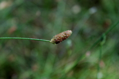 Fuirena scirpoidea