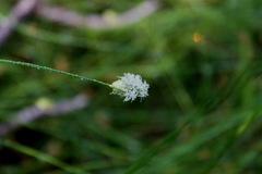 Fuirena scirpoidea