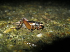 Teleogryllus occipitalis