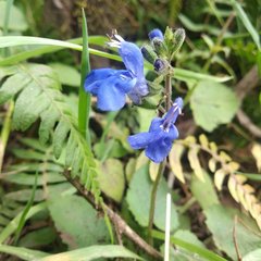 Salvia scutellarioides