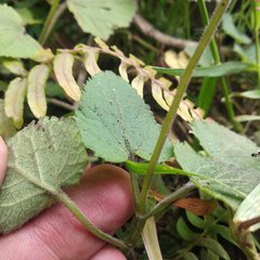 Salvia scutellarioides