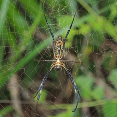 Trichonephila antipodiana