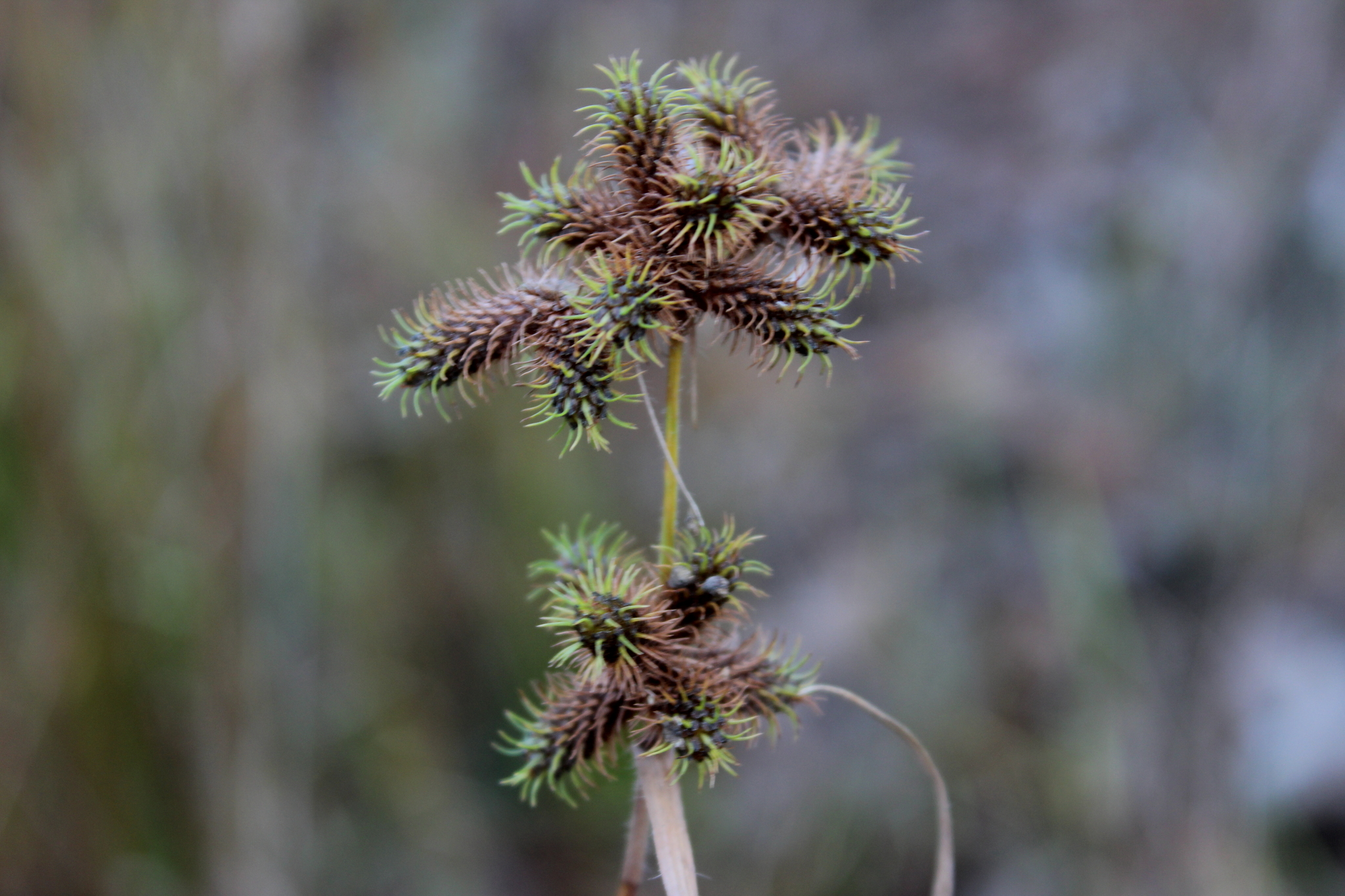 Fuirena squarrosa