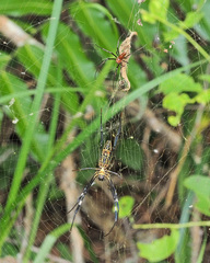 Trichonephila antipodiana