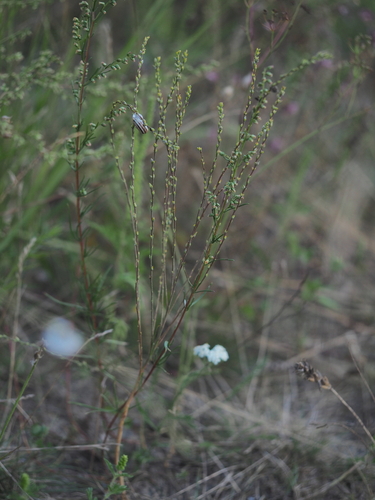 Image of Annual thymelaea by (c) carnifex, some rights reserved (CC BY)